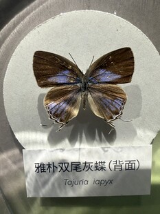 珍稀玳灰蝶标本展示 标本
