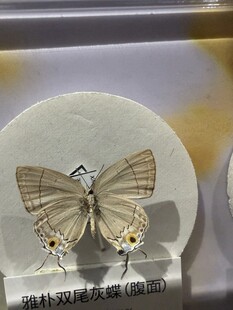 蝴蝶 标本 展示