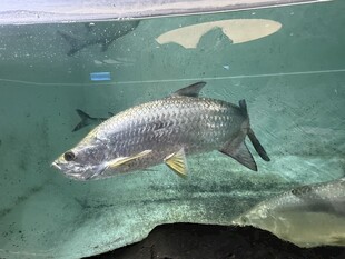水族馆中的银色大鱼