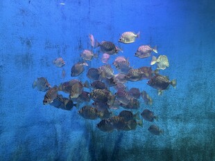 群鱼畅游海底世界