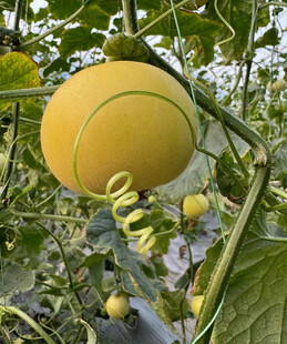 蜜瓜栽培