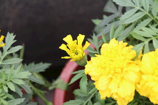 盆栽黄色万寿菊绽放