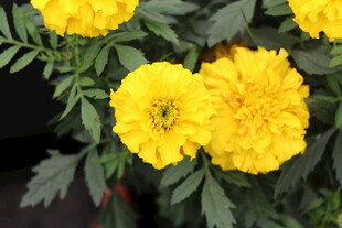 鲜艳黄色万寿菊绽放