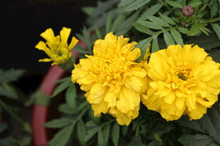 两朵明艳黄色万寿菊