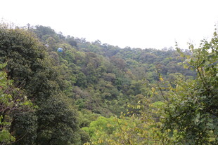 山林绿意景观