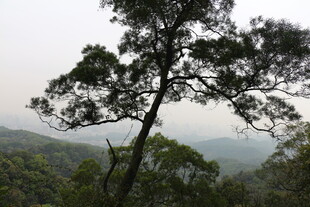 山林中的挺拔松树