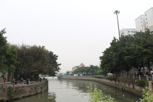 河畔风景 静谧河道与绿树