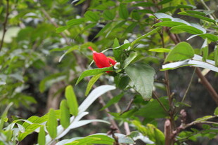 绿叶丛中一抹红