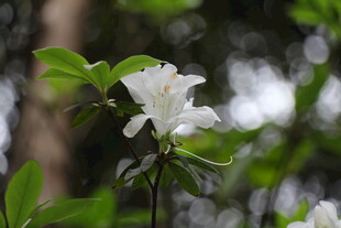 洁白玉兰花绽放枝头