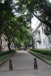 林荫街道 宁静的城市景致