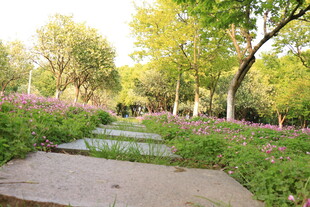 林间小径旁的花草树木