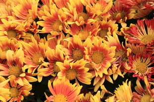 艳丽多彩菊花绽放