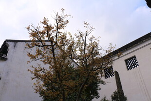 中式建筑旁的树木景致