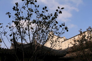 古建旁的枝叶与蓝天美景