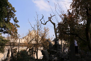 中式园林景致 古朴树木