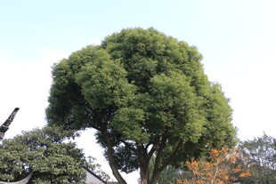 茂盛绿树 自然清新景致