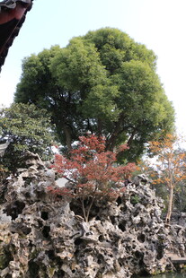 中式园林景观中的奇树怪石