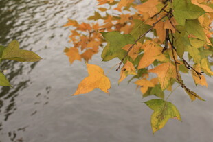 秋日枝头黄叶映水面