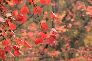 秋日红枫叶景