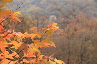 秋日斑斓树叶景致如画