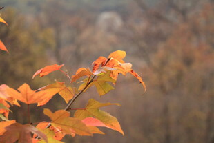 秋日枝头斑斓枫叶