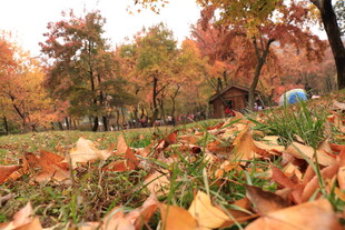 秋日落叶缤纷的林间美景