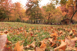 秋日落叶铺就的斑斓草地