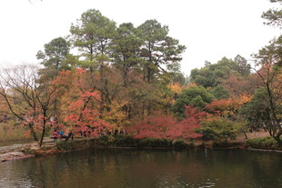 秋日湖畔斑斓树林景色