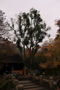 秋日庭院中的繁茂树木