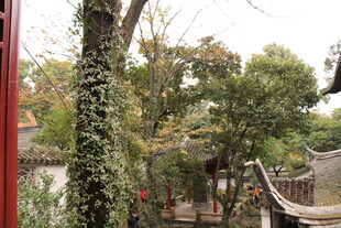 古园藤蔓绕树景致清幽