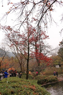 秋日公园红叶美景