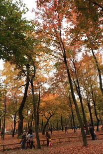 秋日公园赏景的悠闲时刻