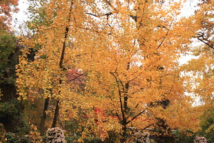 秋日金黄树林美景