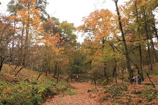 秋日山林小径美景
