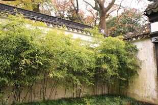 中式庭院竹林绿植景致