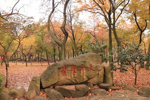 秋日林间刻字巨石景观