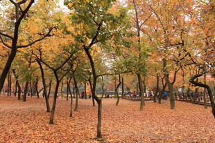 秋日林间落叶美景