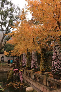 秋日湖畔金黄银杏美景