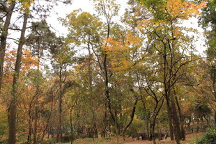 秋日斑斓树林美景