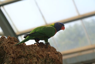 多彩鹦鹉立于树干