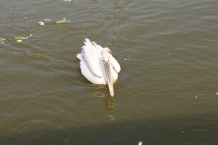 水中天鹅低头觅食