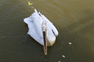 水面上漂浮的白色鹈鹕