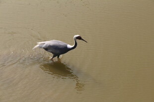浅滩上行走的灰白色鸟儿