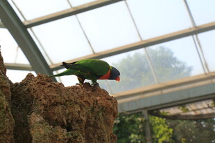 玻璃房中的多彩鹦鹉