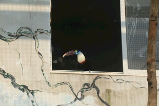 破旧墙面中的小窗景象