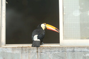 巨嘴鸟立于窗边
