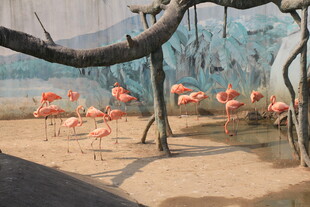 湿地中的火烈鸟群