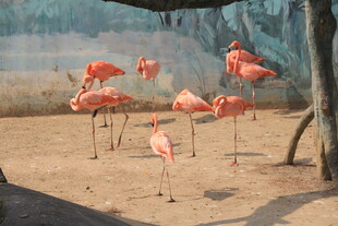 沙滩上的粉红色火烈鸟