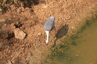 灰鹭岸边低头觅食