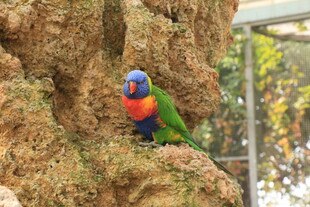 多彩鹦鹉栖息于树洞